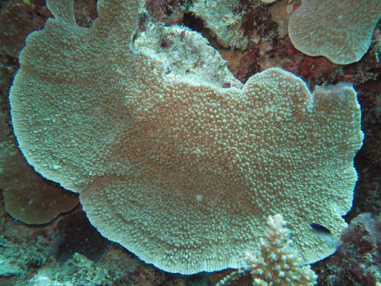  Montipora danae (Plate Coral, Ridge Coral, Star Coral)